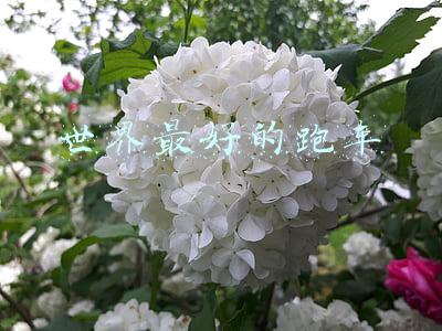 世界最好的跑车