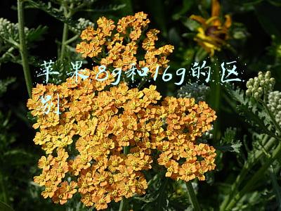 内存容量8g和16g区别(8GB or 16GB？1分钟明白你需要多大的内存！)