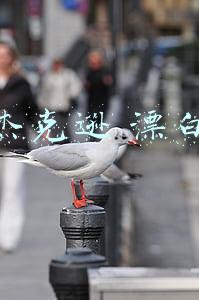 杰克逊 漂白