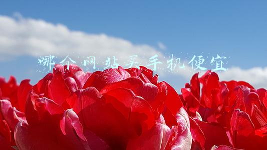 哪个网站买手机便宜还是正品(如今购买手机什么渠道最便宜？三大渠道对比绝对靠谱)