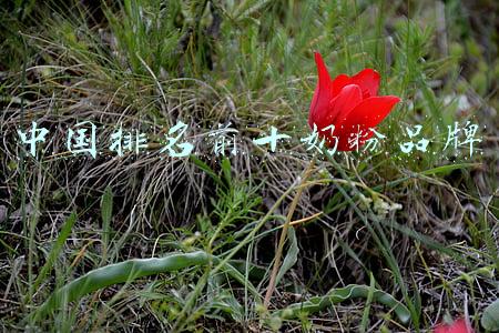 中国排名前十的会计师事务所(会计事务所排名前20名单出炉！是谁拔得头筹？第一名让人直呼意外)