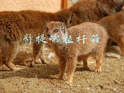舒提啦拉杆箱结实不(​主打“抗摔”特性，「舒提啦抗摔旅行箱」希望做高端行李箱国货品牌)