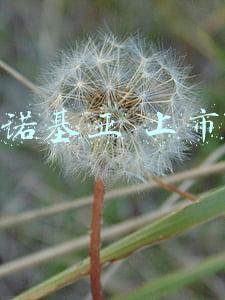 诺基亚 上市 诺基亚 上市