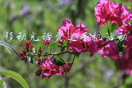 移动充话费送手机活动 移动充话费送手机活动