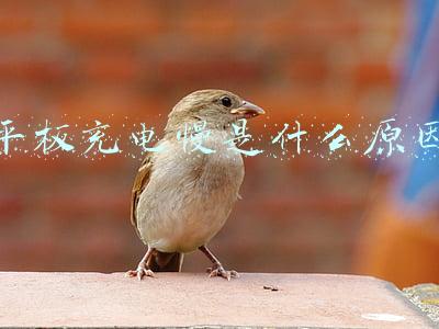 平板充电慢是什么原因