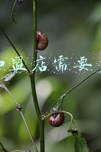 汤包馆加盟费-汤包馆加盟