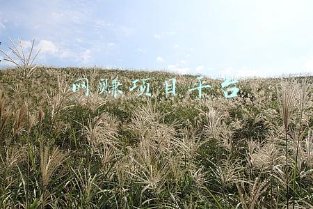 网赚项目平台