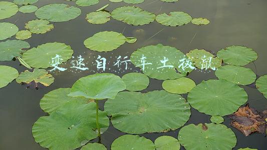 变速自行车土拨鼠