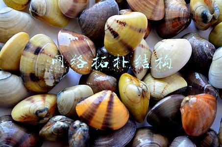 网络拓扑结构的概念(「技术干货」你知道几种网络拓扑结构，看看有没有你不知道的？)