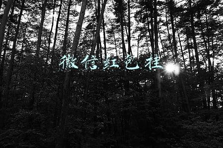 微信红包挂自动领取(「微信」春节上线新玩法 随机红包雨掉福利 还能合成拜年表情)