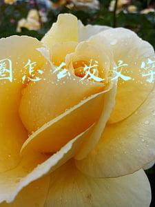 朋友圈怎么发文字不带图片