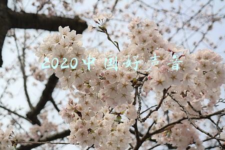 2020中国好声音