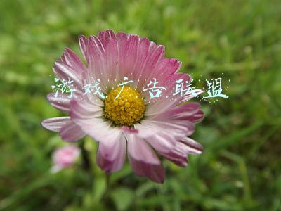 游戏广告联盟