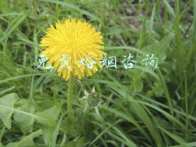 免费婚姻咨询