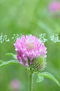 苹果手机浏览器推荐(用了这么多年iPhone才知道，原来​Safari浏览器这么好用)