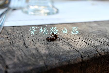 穿墙路由器哪个品牌好(论路由器穿墙，我只服它们)