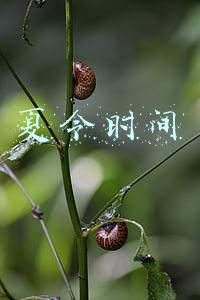 夏令时间