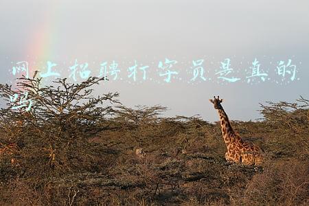 网上招聘打字员是真的吗