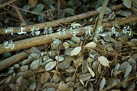 网上招聘打字员是真的吗