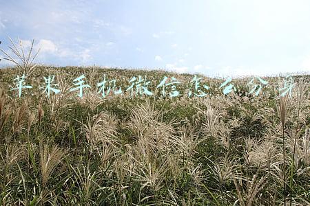 苹果手机微信怎么分身登录两个微信(iPhone手机能微信双开吗？能，但还是请放弃吧)