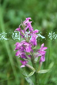 爱国的人物事迹50字(伟大的爱国词人辛弃疾及其词)