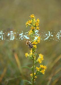 最好的滑雪板多少钱(#冰雪2022#冬奥运动员滑雪板到底多少钱？到底能不能买？)