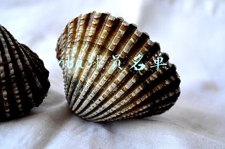 nba球员名单 nba球员名单