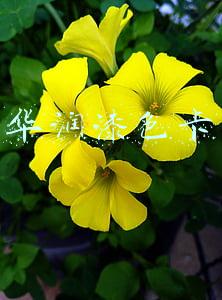 华润漆色卡