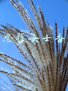 范思哲女士香水