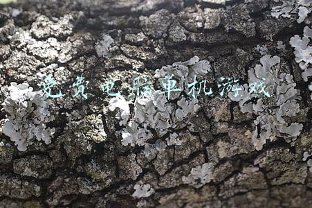 免费电脑单机游戏