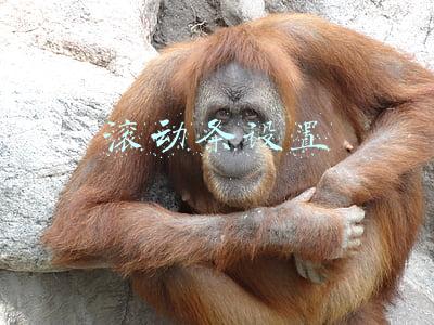 滚动条设置