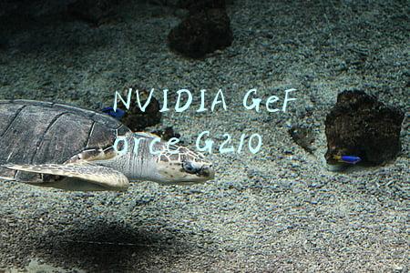 NVIDIA GeForce G210