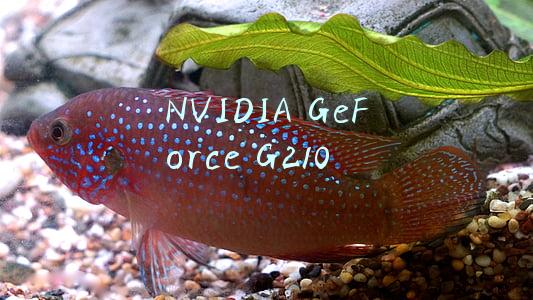 NVIDIA GeForce G210