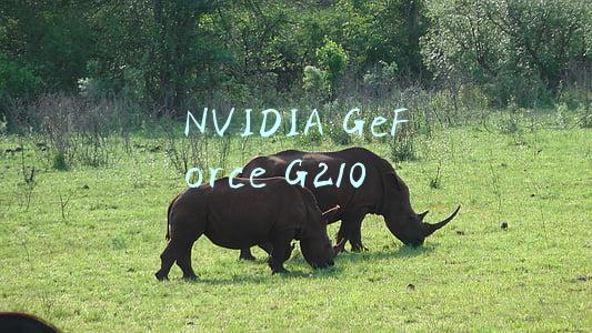 NVIDIA GeForce G210