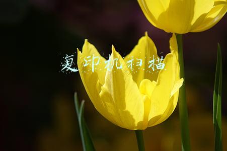 复印机扫描有没有辐射(复印机也是含有辐射的，我们要知道如何减轻它的伤害)