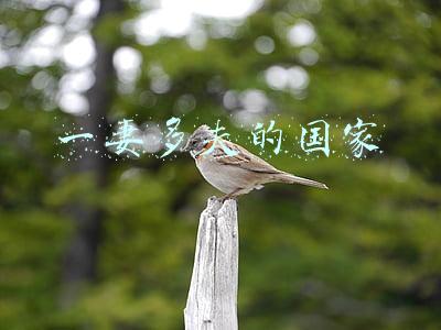 一妻多夫的国家