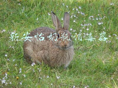 新安怡奶瓶消毒器