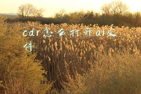 ai可以直接打开cdr文件吗(CorelDRAW文件损坏怎么办)