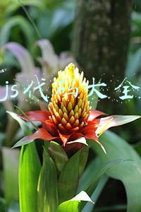 js编程代码大全(15 个 JavaScript 代码示例及其 Dart 对应代码)