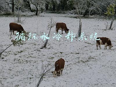 循环水冷却系统除垢(循环水系统的清洗与节能)