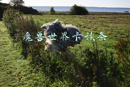 魔兽世界卡读条