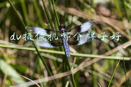 松下dv磁带摄像机(磁带数字DV摄像机内部结构)