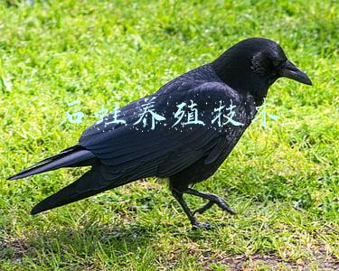 石蛙养殖技术
