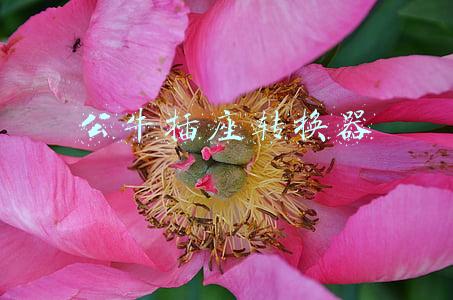公牛插座转换器