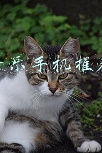 2021音乐手机推荐(2021三款影音体验出色的手机，部部性能强悍，用个四五年都没问题)