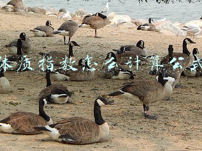 体质指数怎么计算公式