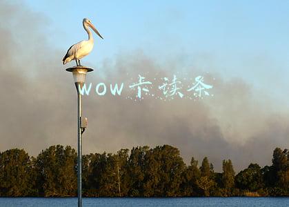 wow卡读条进不去(WOW9.1刚公布日期TBC怀旧服就大面积崩溃，玩家：给正式服让路？)