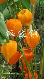 饭盒钩