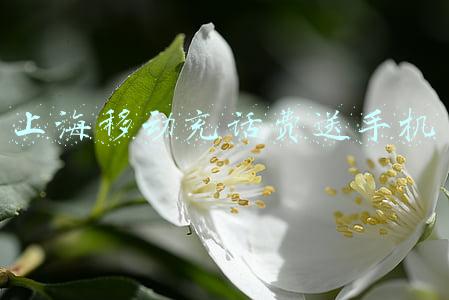 上海移动充话费送手机