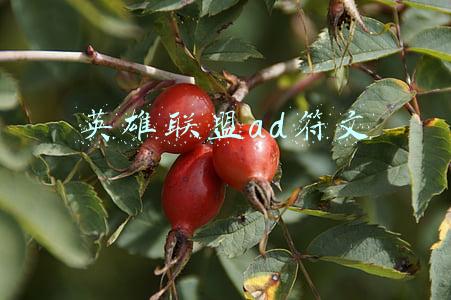 英雄联盟ad符文